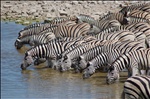 Etosha National Park, Namibia